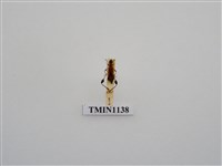 藏品(台灣粗腿小翅天牛)的圖片